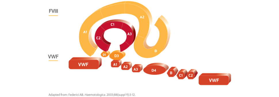 Alphanate VWF protects FVIII Chart