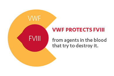 HOW VON WILLEBRAND FACTOR PROTECTS FACTOR VIII